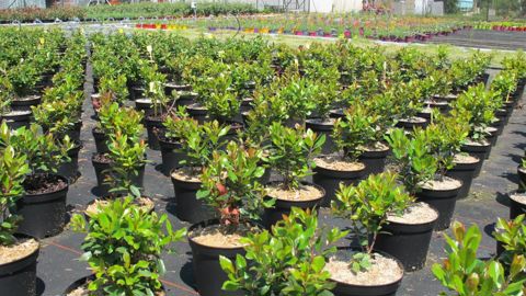 La plateforme de vente en ligne ZÉRO PHYTO PRO propose à la vente diverses alternatives aux produits phytosanitaires, comme, par exemple,  le paillage. © Pascal Fayolle